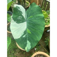 Colocasia Pink Sapphire(anak matang)