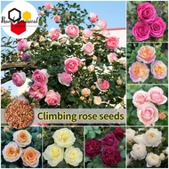 100seeds/pack Mixed Colors Climbing Rose Seeds Bonsai Flower Seeds Flowers Plants For Ornamental Pla