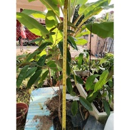 Anak benih pokok durian D99 graf