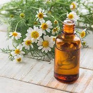 Roman Chamomile Oil - Indonesia