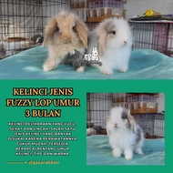 KELINCI FUZZY LOP - KELINCI ANAKAN - KELINCI UMUR 3 BULAN - KELINCI PELIHARAAN - KELINCI KECIL