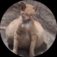 FIP water busung in cats 15 pieces (adult cats)