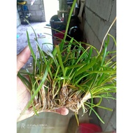 dwarf sagittaria ( 10 stem )