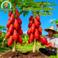 Sweet Red Papaya Seeds for Sale (High Germination 10pcs) 红皮红心木瓜种子 Red Lady Dwarf Papaya Seeds Bonsai