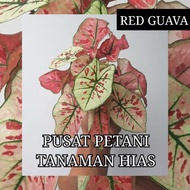 Umbi caladium Red guava bonggol keladi PUSAT PETANI TANAMAN HIAS