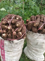 TALAS BELITUNG/ TALAS MBOTE 1 KG