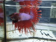 Betta Male Crowntail buy 1 free female