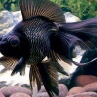 Bibit ikan mas koki blackmoor/bulldog murah