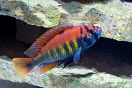 pundamilia nyirerei cichlid