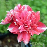 Flower Seed Indoor Outdoor 06BW