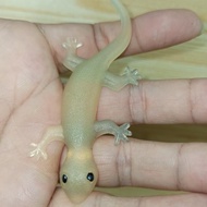 Thin rubber gecko toy