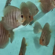Ikan Discus Leopard Size 3" Indukan Import