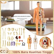 Human Body Anatomy Human Body Anatomy Human Body Model Human Anatomy Human Body Torso
