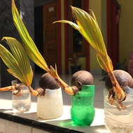 Bahan bonsai kelapa minion gading oren kuning hijau coklat sudah berdaun berakar bonsai kelapa