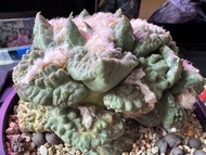 不同的岩牡丹，連山，哥斯拉，怒濤，龜甲牡丹