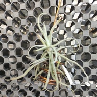 In-stock现货Tillandsia/airplant/空气凤梨/空气草 tillandsia reichenbachii+air plant holder莱恩巴莱(迷你树猴)+挂坐
