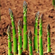 10 Roots Washington Asparagus Bare Living Seedling Plants - Passion in The Garden Green Spears Tipped Vegetable for Home and Garden Planting