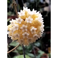 Hoya Finlaysonii Borneo #1 (real plant)