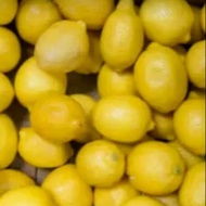 Bibit Jeruk Lemon California Berbunga