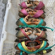Hot Sale Kepiting Hidup | Kepiting Jumbo Size Super Berkualitas - 800/900 Gram High Quality