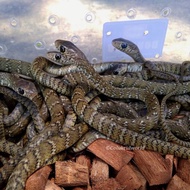 BABY PTYAS MUCOSUS  NON VENOM Berkualitas