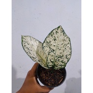 Sindo - Aglaonema Big Leaf Live Plant 40ZLU9NKWO