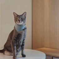 簡約手工定制貓項圈 Teal Blue Bandana Breakaway Cat Collar