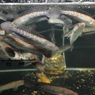 (per 5) Ikan Predator Channa Marulioides Maru YS Yellow Sentarum