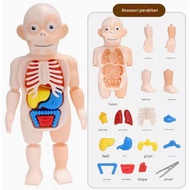 Children's Toys Human Body Anatomy Educational Anatomy Organ Body Mannequin Doll 3D Diy