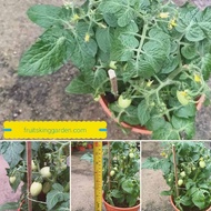 Anak Pokok ceri Tomato / Anak Pokok Cherry Tomato