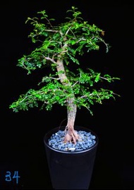 (34) 實生列加氏漆樹　Operculicarya decaryi, / 塊根植物 Caudex / 龜甲龍、索馬里葡萄甕、念珠橄欖都有賣