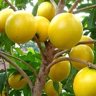Anak pokok buah Abiu Pouteria caimito