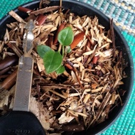 terbaru tanaman hias anturium vietchii / bibit anturium vietchii best