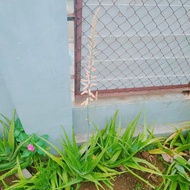 bunga lidah buaya langka cimahi