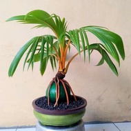 bonsai kelapa unik tanaman