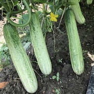 Biji Benih Timun Putih F1 /Hybrid White Cucumber Seeds 杂交燕白黄瓜籽