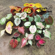 Caladium Thai Hybrid / Keladi Thai 五彩芋 85mm Pot Live Plant Pokok Hiasan [Lush Garden]