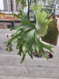 鹿角蕨盆栽P.Willinckii "YAL"