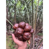 Salak Pondoh Buah Salak Fresh Pondoh Manis Asli Banjarnegara