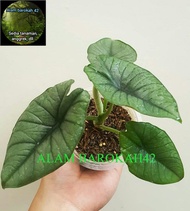 Alocasia keladi bisma dewasa alam barokah