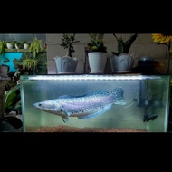 Ikan Gabus Toman 71-73cm