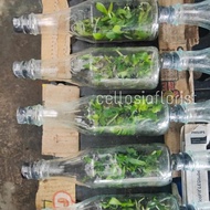 Bibit Anggrek Bulan Botol / Anggrek Botolan