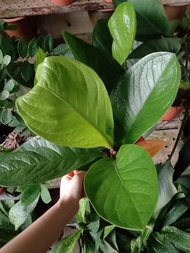 Anthurium Hookeri (Jungle Bush) 绿聚宝 / 聚宝盆