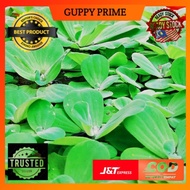 Pokok Air/Kiambang/Buy 10 free 4,Buy 4 free 1/Guppy and Molly/pokok hiasan/Pokok hidup