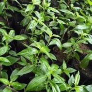 serpentina seeds for planting ( 25seeds)