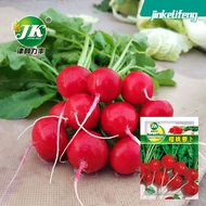 Four Seasons Sowing Cherry Radish Seeds Red Red Skin Plain Boiled Pork Small Red Ding Balcony Potted Garden Vegetables S