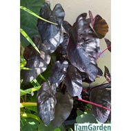 TamGarden Colocasia Black Ripple / Keladi Hitam / Colocasia Esculenta Exotic Garden Plant. Different from Black Coral