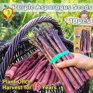 10pcs/pack High Yield Purple Asparagus Seeds for Planting Vegetables Plants - Fresh Bonsai Asparagus