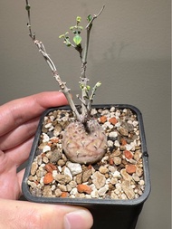 羊玉大戟 塊根 象牙宮 植物 盆栽 龜甲龍 橄欖 龍舌蘭 象足漆樹 多肉 仙人球 仙人掌