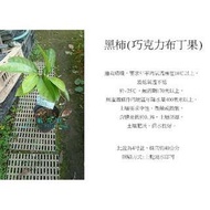 心栽花坊-黑柿/巧克力布丁果/水果苗/嫁接苗/售價900特價680